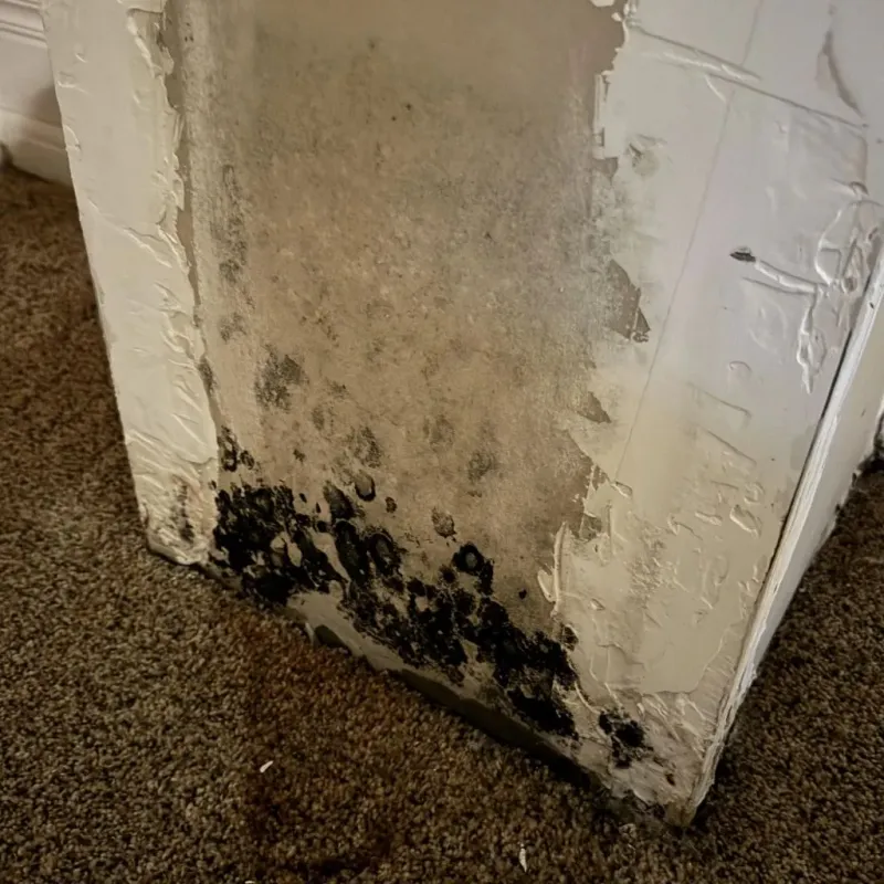 Professional Mold Removal in Carlisle, AR